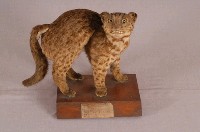 石虎藏品圖，第5張